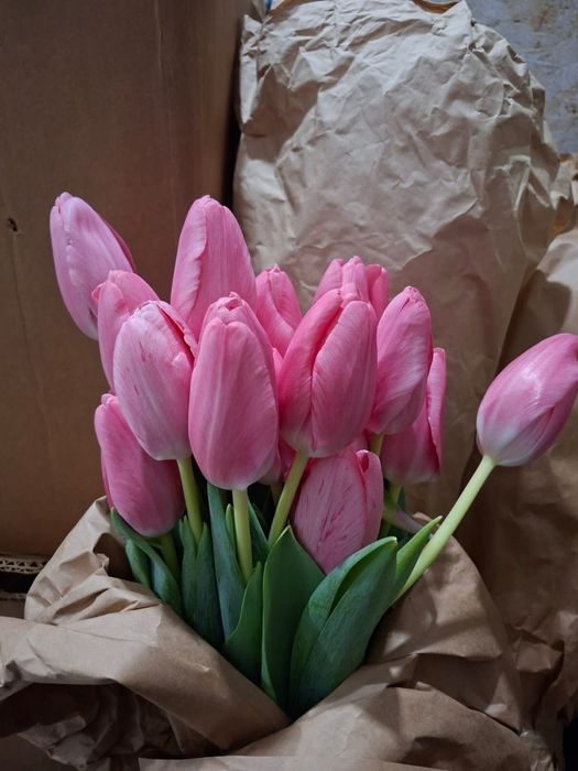 Тюлпаны курпные бутоны