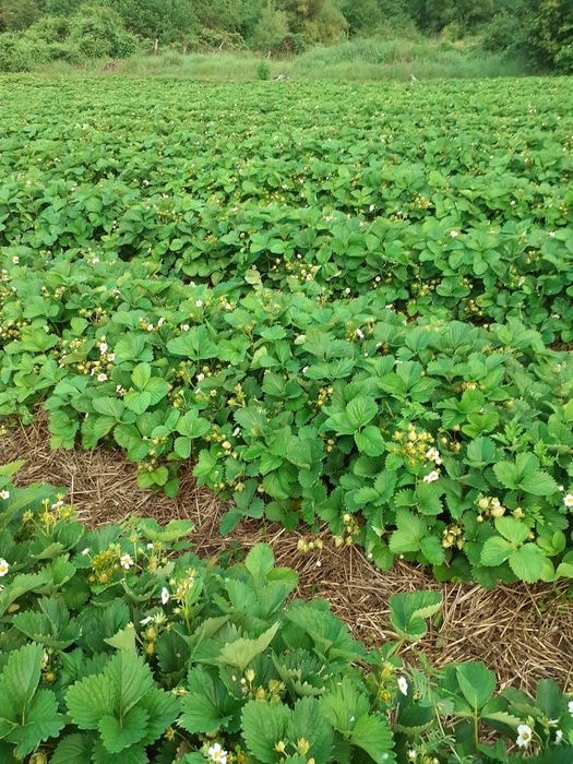 Продавам расад ягоди и малини само които цени българскот