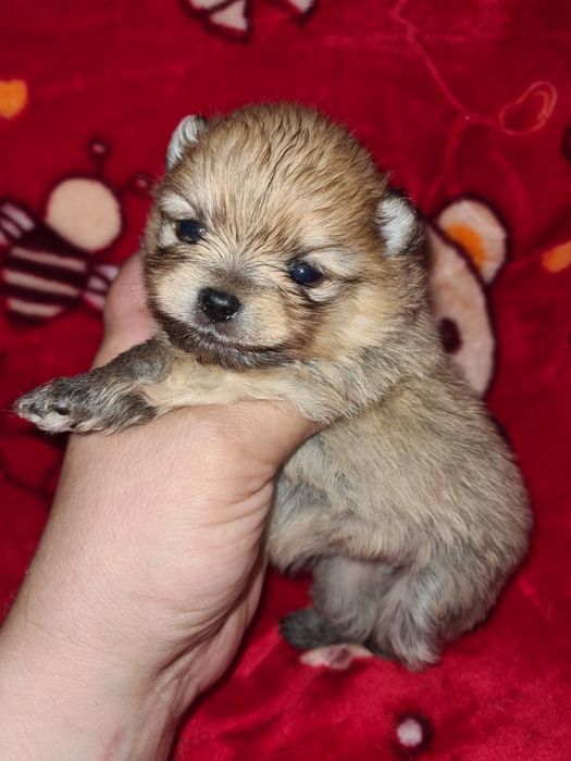 Продам очаровательного щенка шпица.