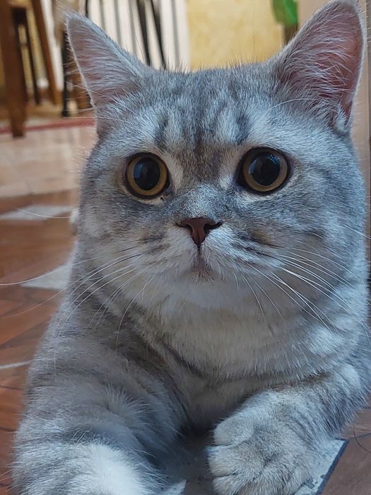 Пропал домашний кот