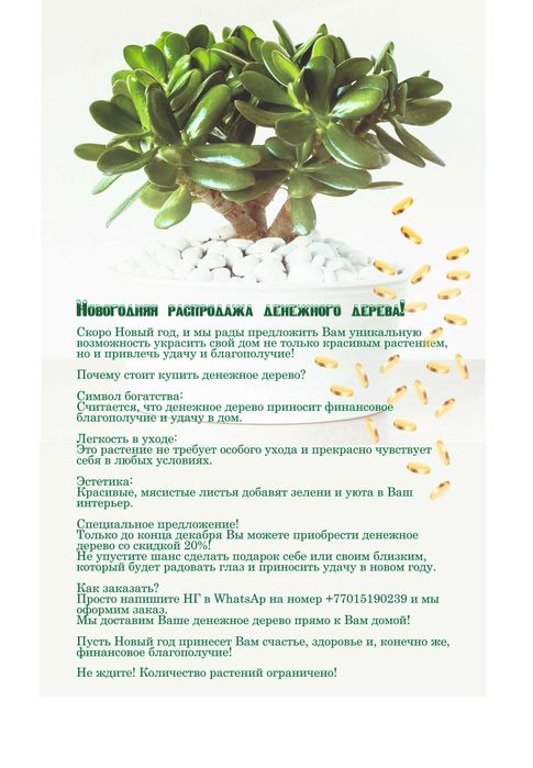 Денежное дерево цветок