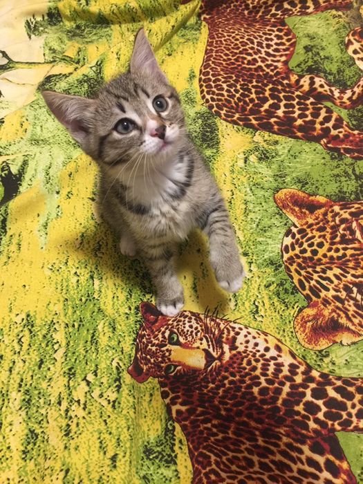 ПОРОДИСТЫЕ котята  !!!