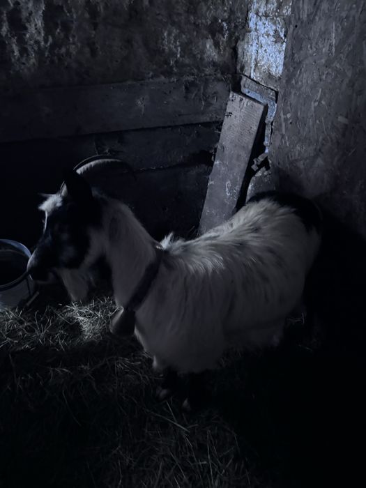 Vand o capra la prima fatare