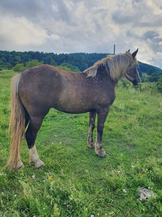 Iapă ciocolatie de vânzare