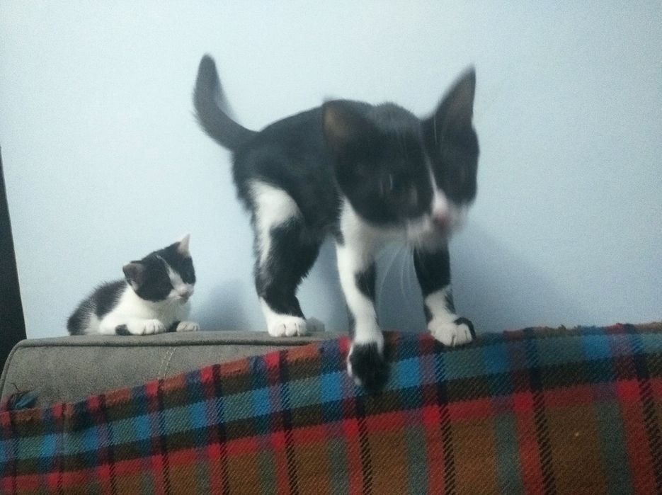 Отдаю котят хорошие руки котята домашние порода благородная...