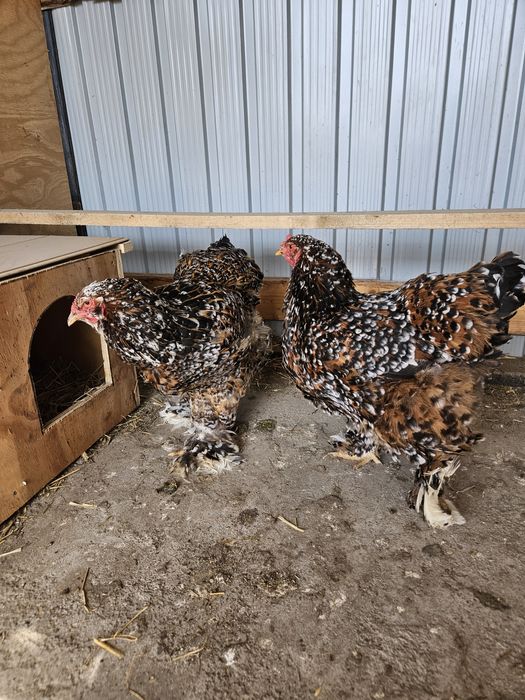 Ouă incubat Brahma Porțelan