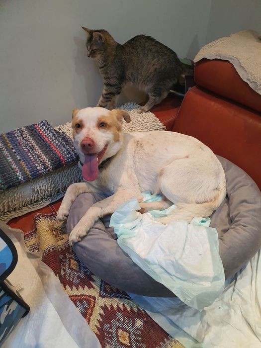 Подарява се кученце Съни