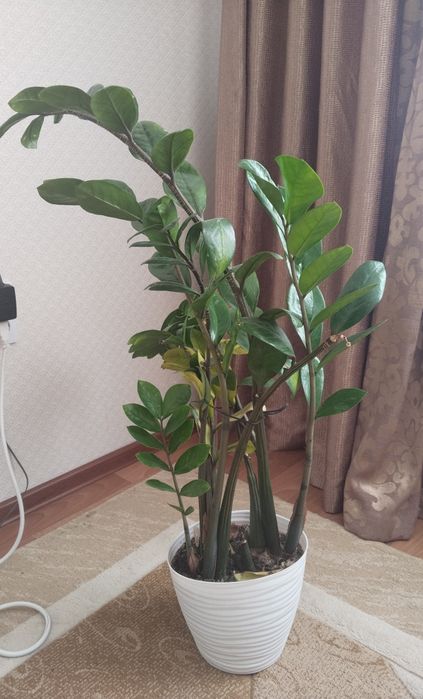 Продам денежное дерево