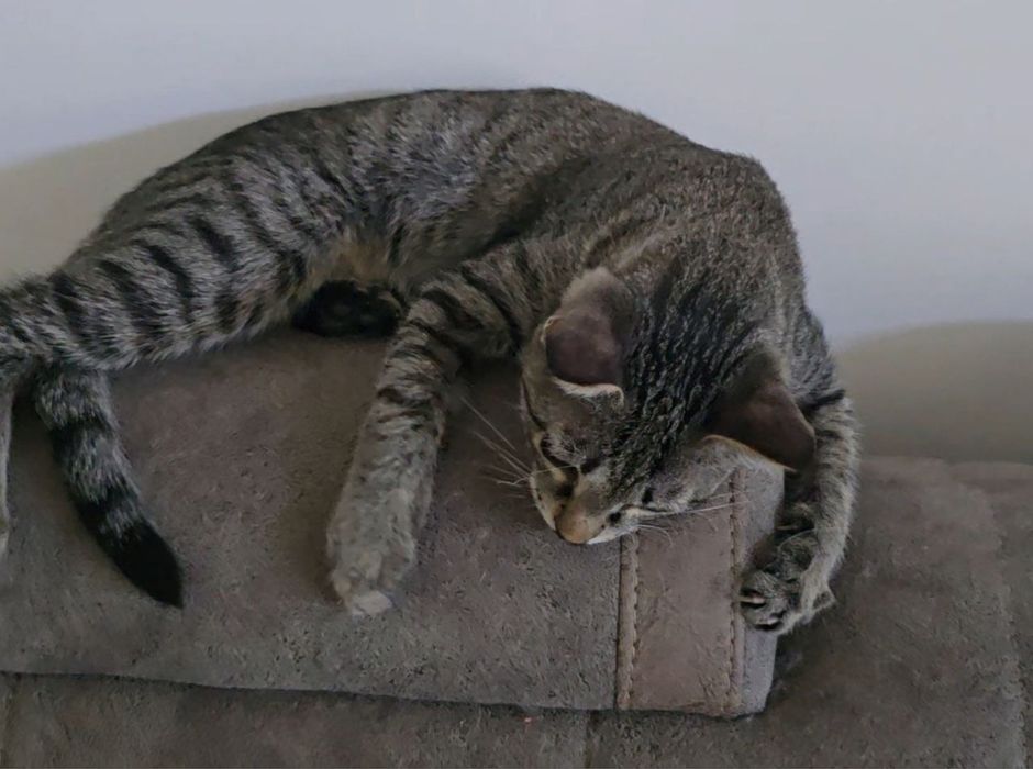 Кот, 7 месяцев, кастрированный