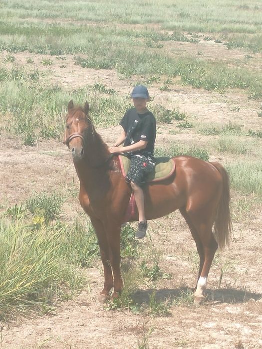 Жеребец на случной сезон Костанайский верховой упряжной породы!