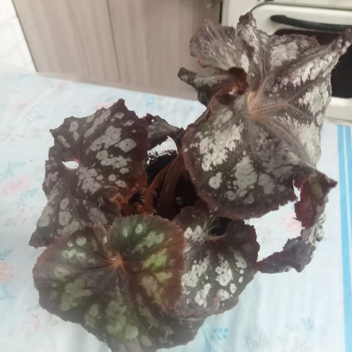 Комнатные растения
