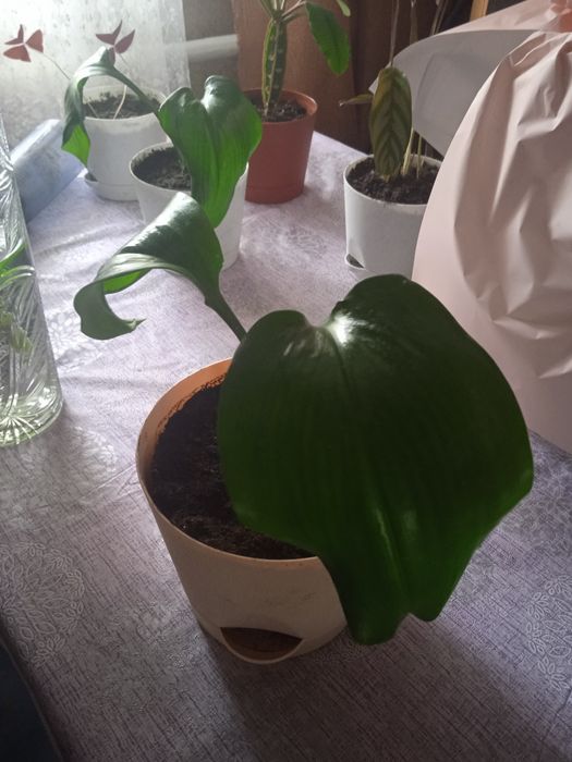 Домашние растения