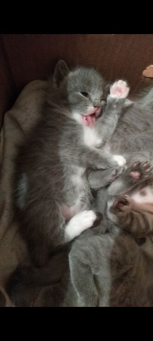Продам котят мальчик и девочка