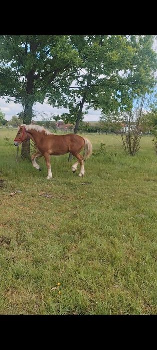 Mânz de un an vând sau schimb cu armasar până în 5 ani