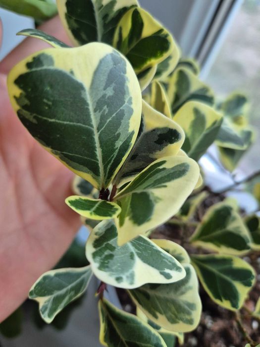 Комнатные цветы недорого