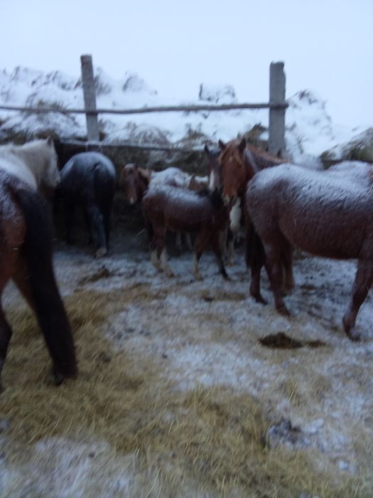 Продам кобыл с жеребятами