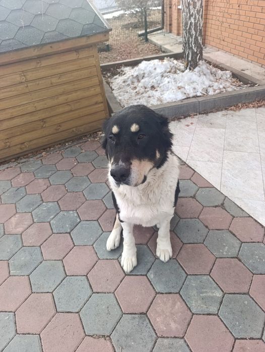 Продам щенков породы Алабай!