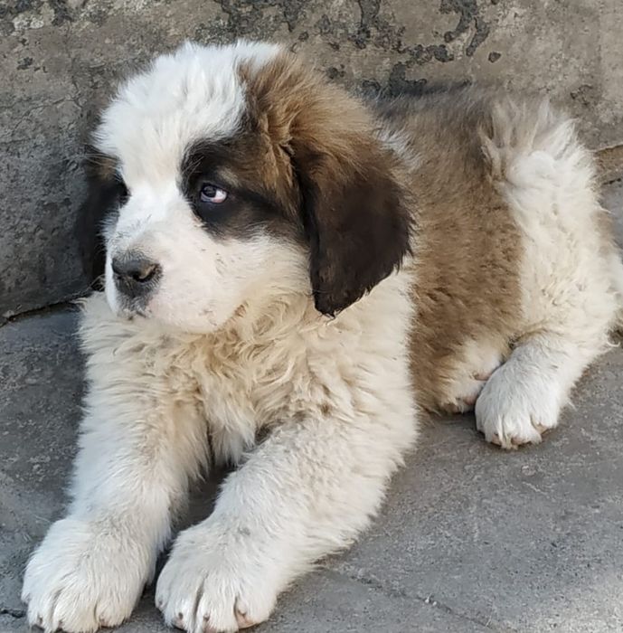 Продам щенков Сенбернар