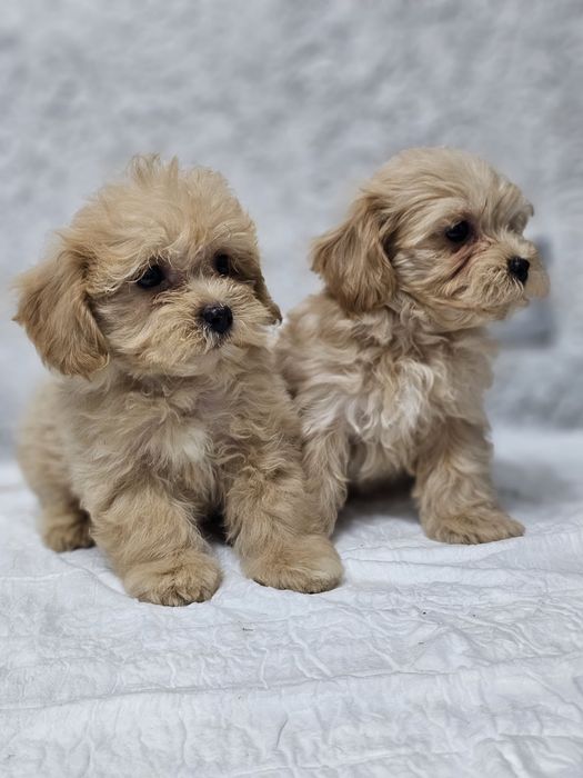 Красивые малыши мальтипу Ф1,