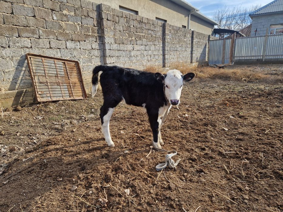 Бұзаулы сиыр сатылады