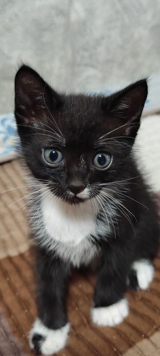 Отдам котёнка 1,5 месяца