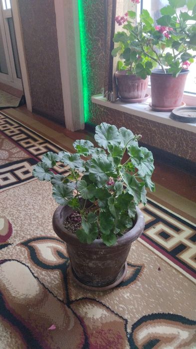 Гуллар сотилади Хар хил тур