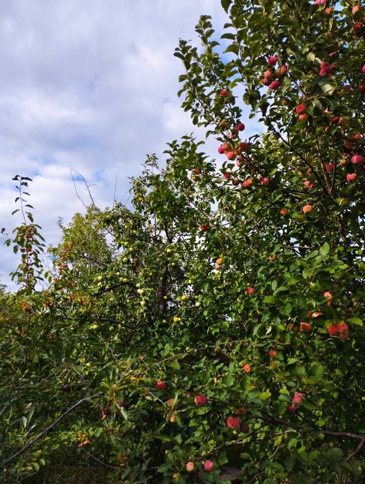 Срочно продам дачу .