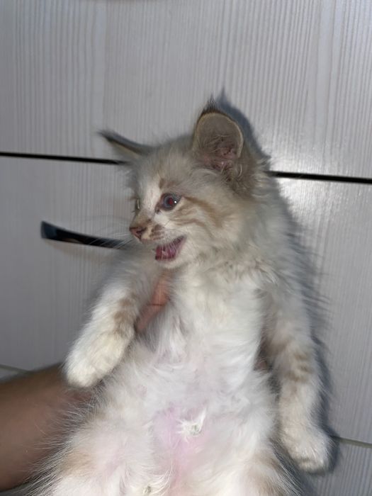 Отдам котят в хорошие руки