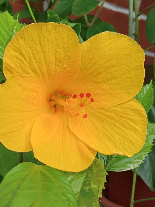 Гибискусы  разных цветов