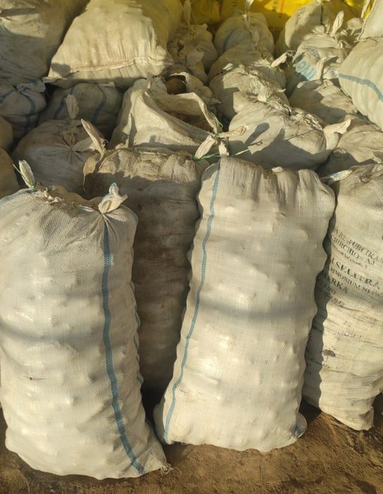 Sabzi mol qoylar uchun yem uchun