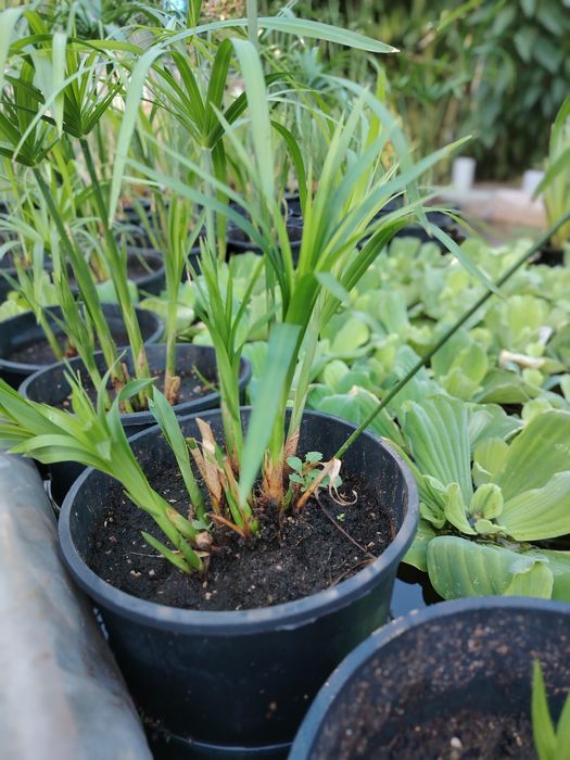 Plante iaz papura pitica stuf nuferi plante acvatice