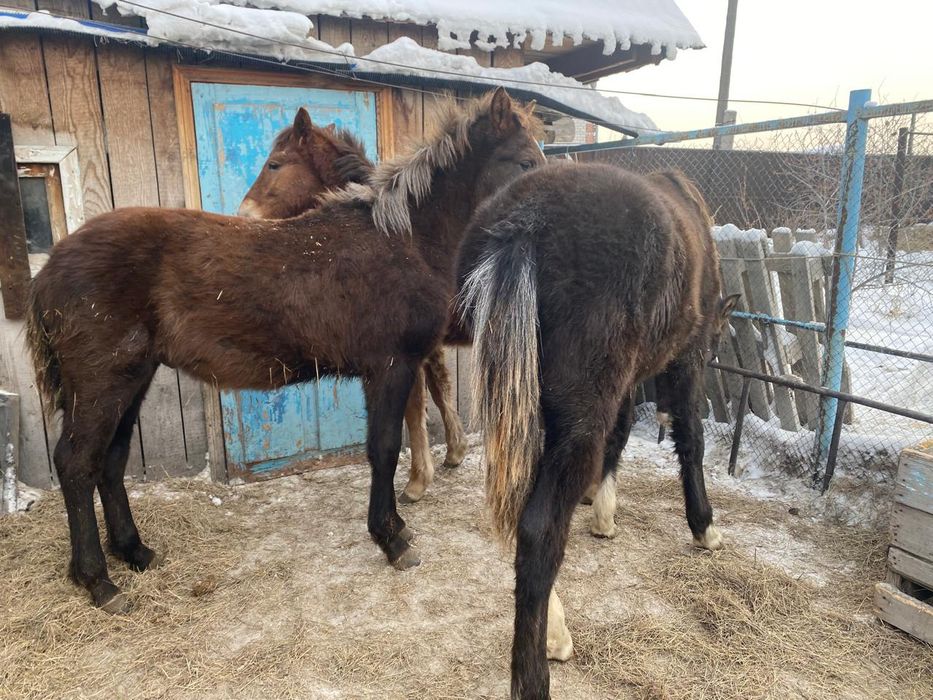 Продам годовалых жеребчиков 3 шт.