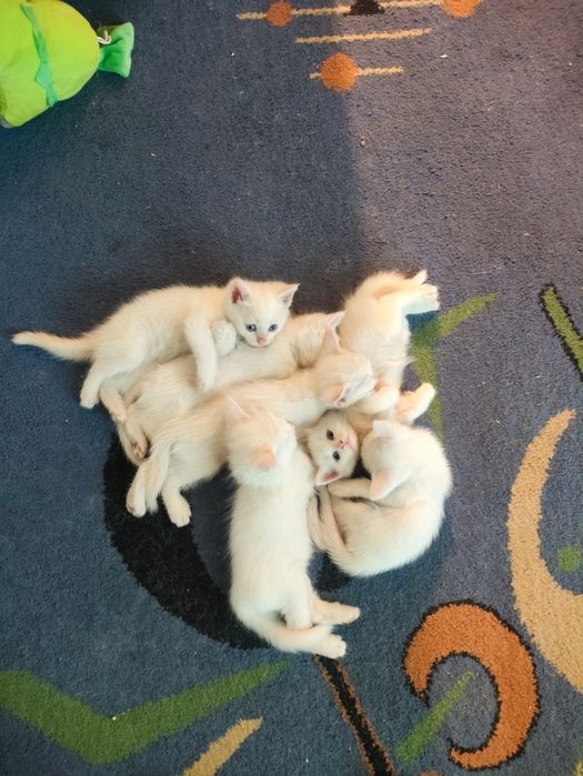 Котята белые красивые