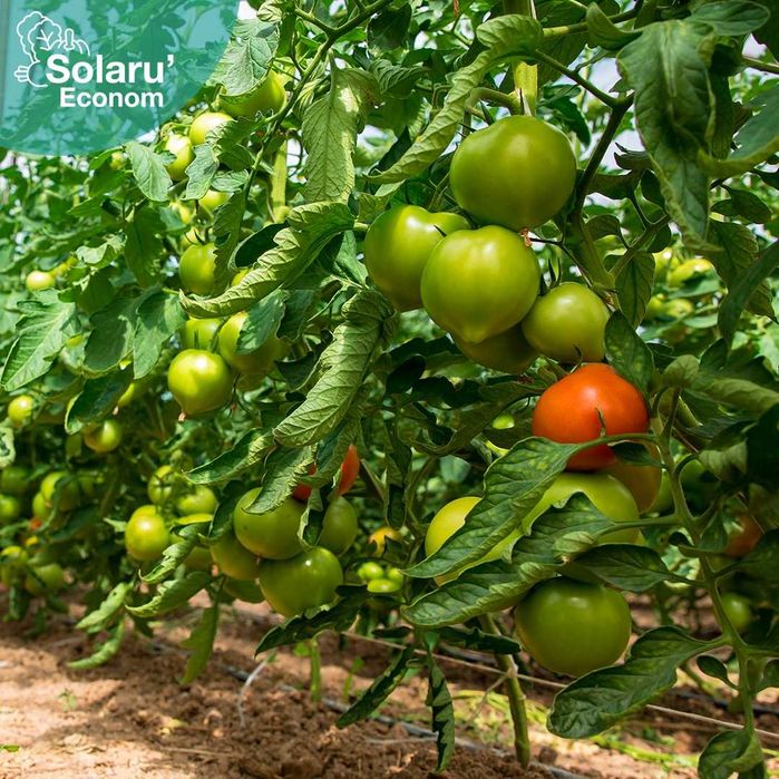 Solarii (sere) cu aerisiri laterale, pe toată lungimea pereților