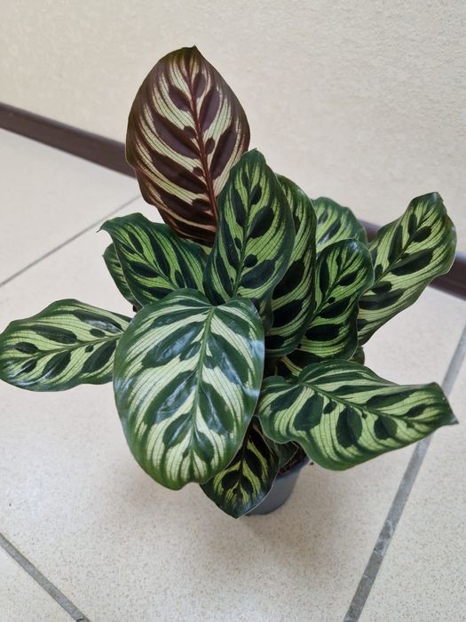 Продам комнатные цветы