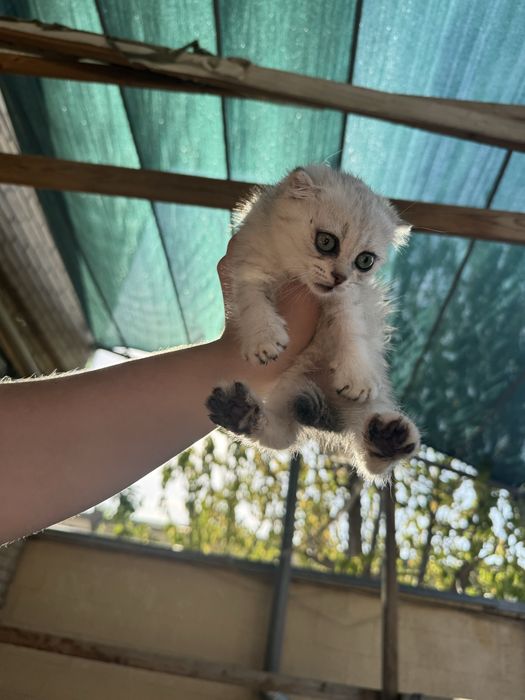 Котята