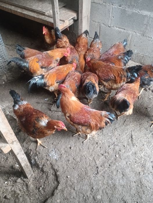 Кучинские молодые петушки