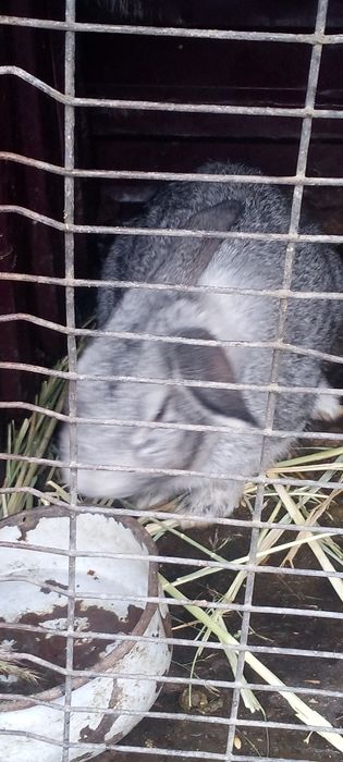 Продам кролики кролы