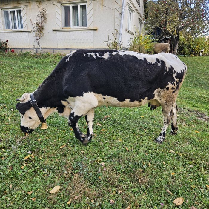 Vaca de vanzare.