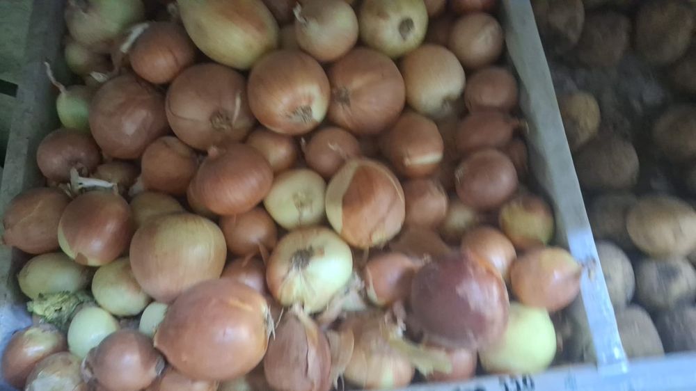 продам лук Чингельды