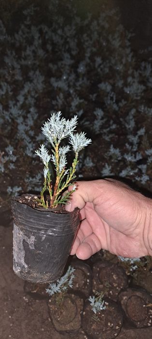 Можжевельник скальный блю эрроу