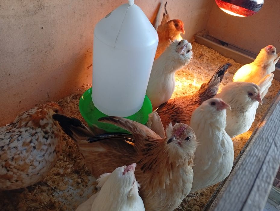 Gainute pitice bărboase de Anvers