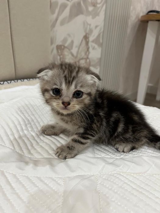 Шотландские кошки