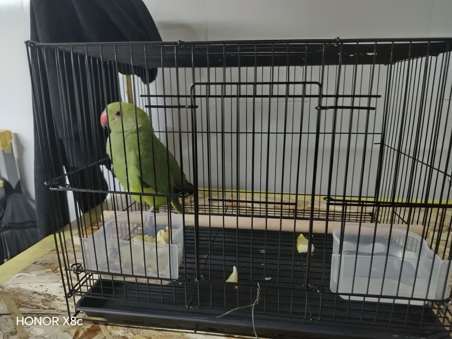 Папугай тути куш