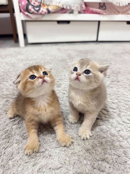 Продаются породистые котята короткошерстные британцы