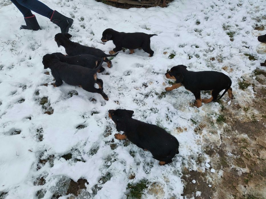 Donez 7 căței - 5 băieți și 2 fetițe,vârstă 2 luni jumătate.