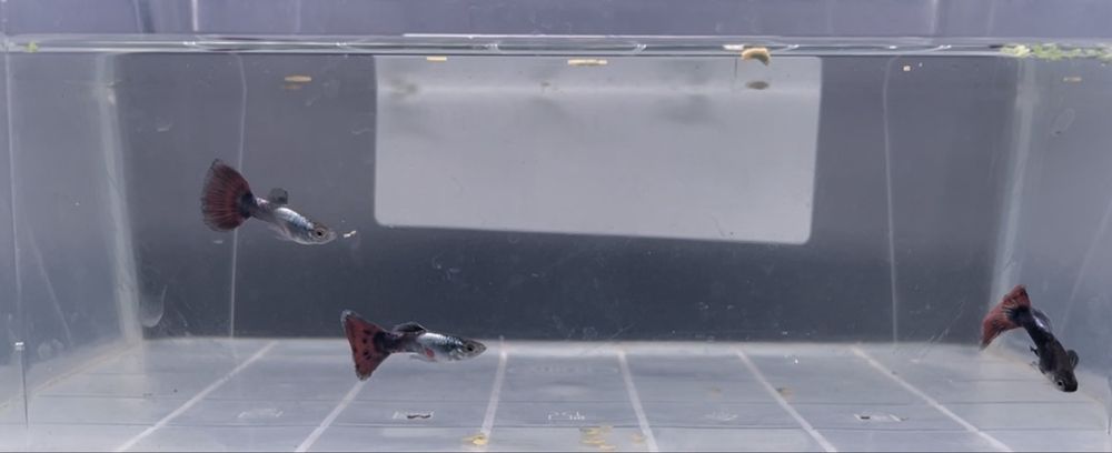 Продавам гупи и балонени молинезии