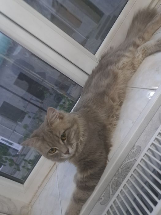 Mushuk sotiladi Sibir mushugi