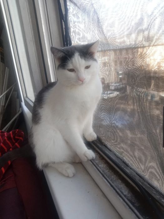 Котик 7месяцев Ищет Дом