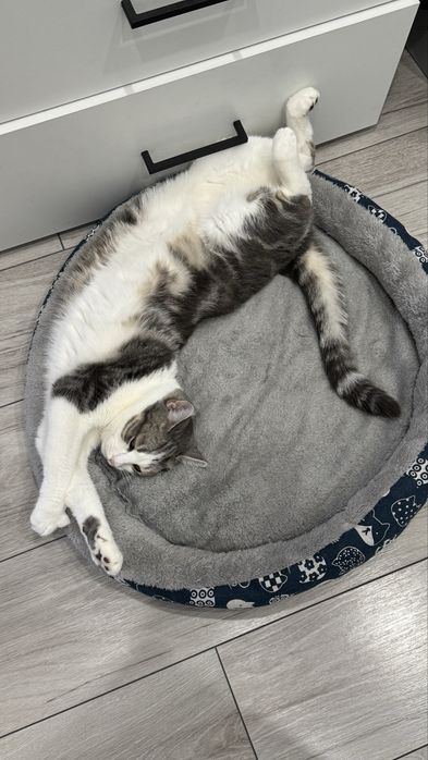 В добрые руки домашний котик